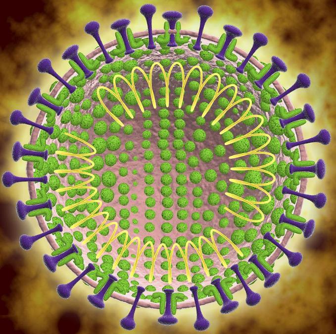 Coronavirus particle structure