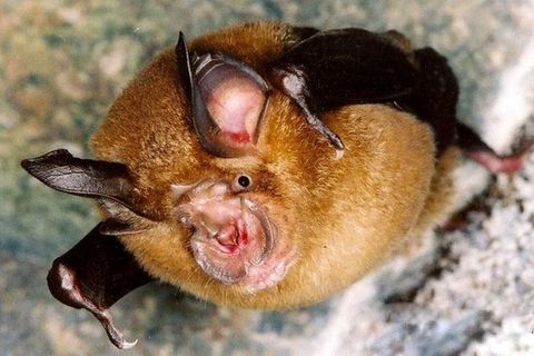 Chinese chrysanthemum-headed bat